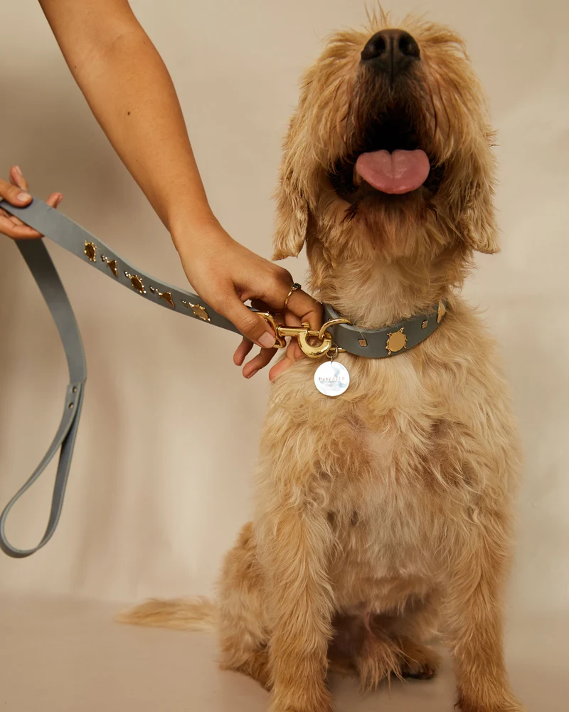 Correa insectos para perros