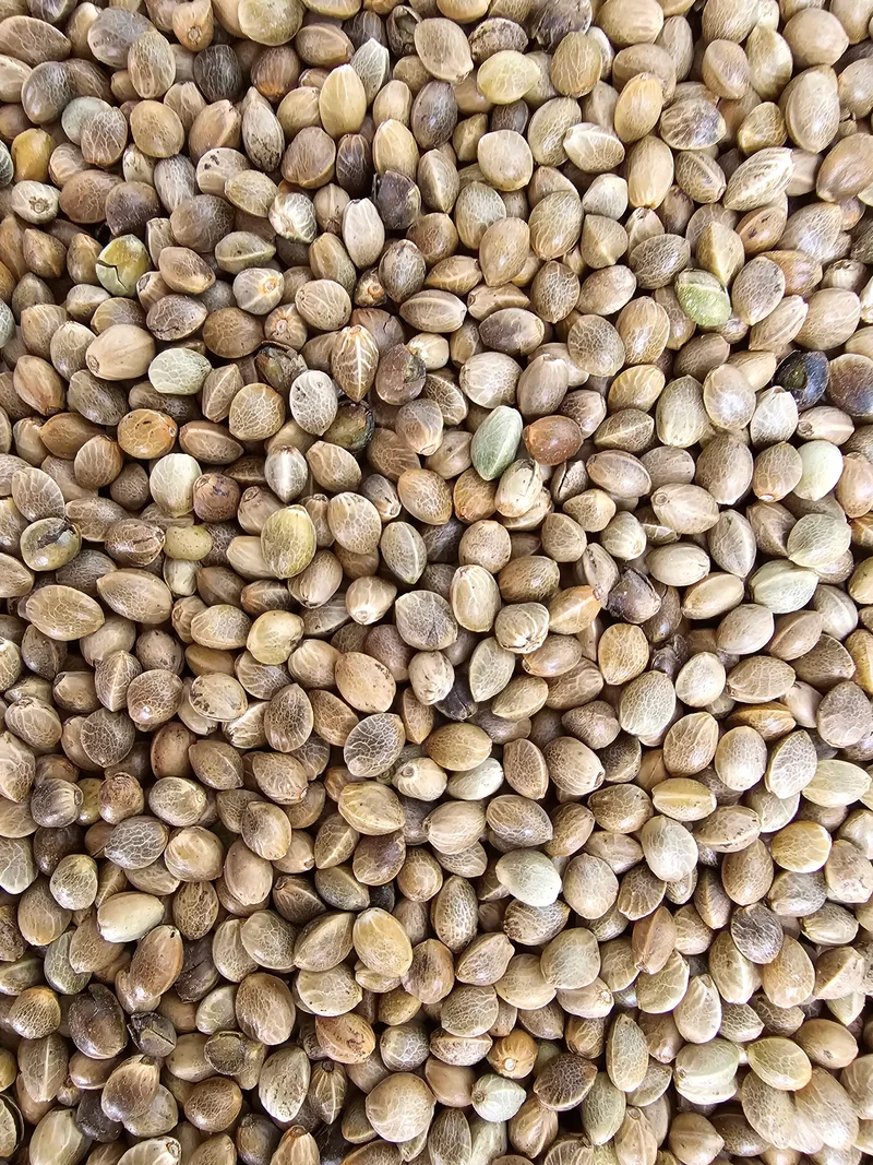 Semillas de cáñamo Monster Fisherman 1 kg "Alta tasa de germinación" - "VADIGRAN" (pesca con caña)
