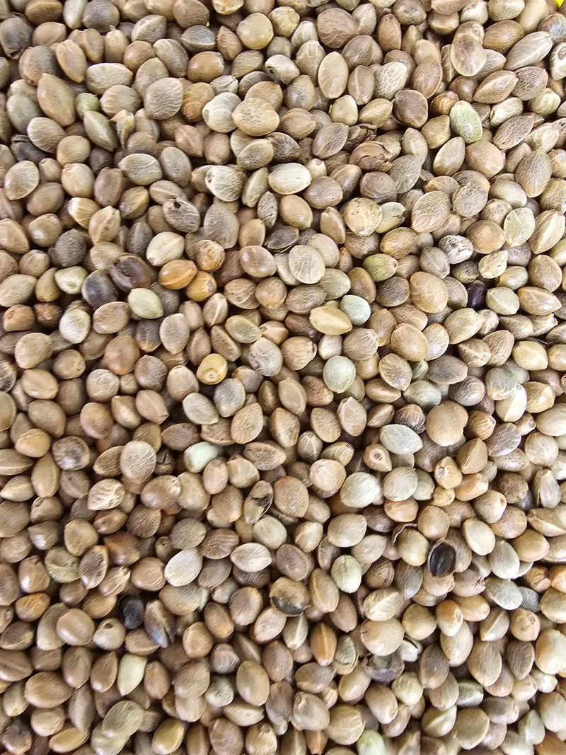 Semillas de cáñamo Monster Fisherman 15 kg "Alta tasa de germinación" - "VADIGRAN" (pesca con caña)