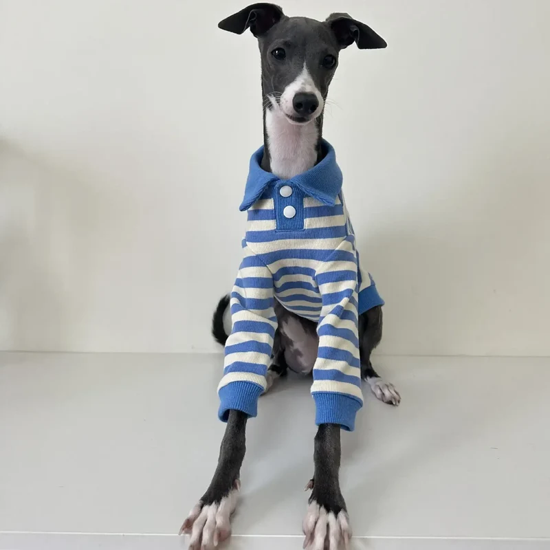 Polo En Coton Rayé Pour Lévrier Italien Et Whippet