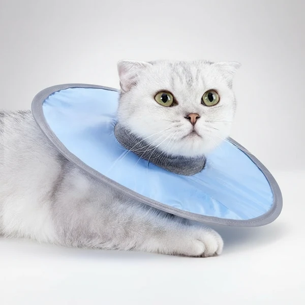 Collerette waterproof pour chat : conseil et protection