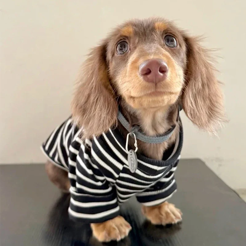 T Shirt Rayé Pour Petits Chiens Teckel