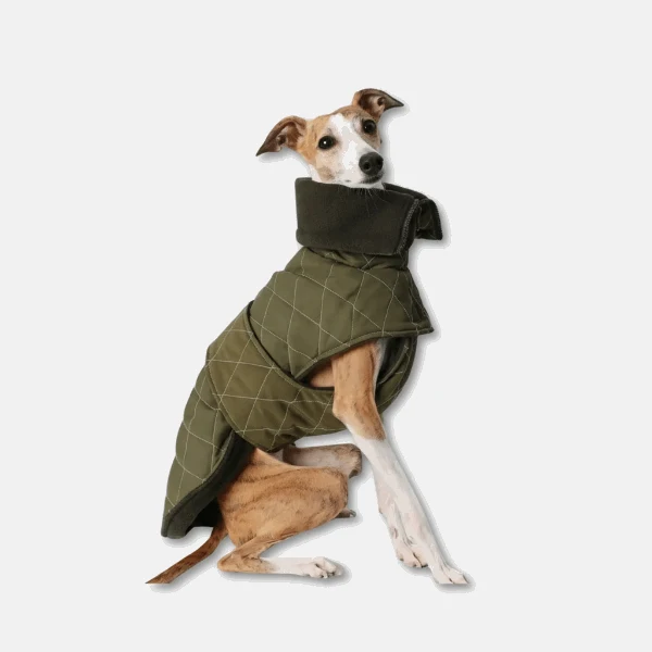 Veste Élégante Et Réglable Pour Lévrier